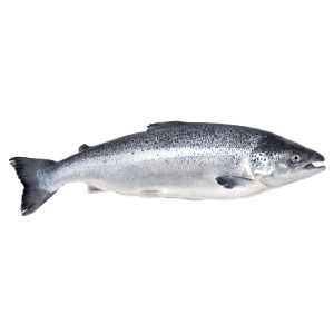 Lõhe roogitud 1-3kg jahutatud, Norra