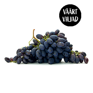 T/viinam.Vitoria seedl.500g I kl Brasiil