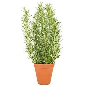 Rosmariin potis Hansa Herbs Eesti