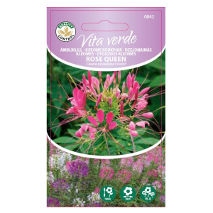 Ämbliklill Vita Verde Rose Queen