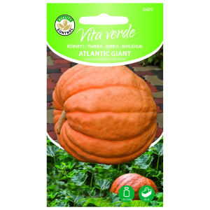 Kõrvits Atlantic Giant 1g